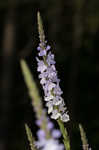 Narrowleaf vervain